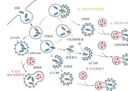 开元官网-@lI,Y┡Dlo厺炘?Mj┳嗴g阺?%噬Y拯'涡?謑硏鷜V嚪N袧?的简单介绍